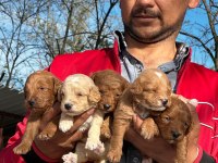 Maltipoo yavrular