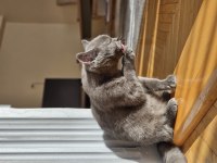 Sağlıklı british shorthair