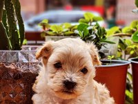 60 günlük orjinal maltipoo yavru