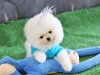 Orjinal Pomeranian boo yavrular