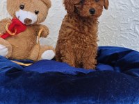 ŞİRİN KALİTELİ ORJİNAL TOY POODLE YAVRULAR