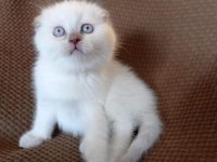 Mükemmel Kulak Yapısına Sahip Safkan Scottish Fold Yavru