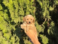 Oyuncu Ve Sevimli Maltipoo