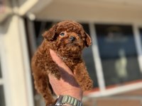 Petmode köpek çiftliğinden tea cup kore poodle