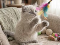 Yakışıklı Prens British Longhair