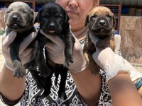 Cane corso köpekler