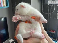 Minik british shorthair bebeklerim için yuva arıyorum
