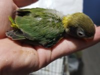 Green yeşil cennet papağanı yeni yeme düşmüş bebek