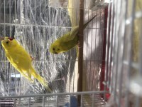 1 dişi ve 1 erkek çift kafesi ile birlikte muhabbet kuşu