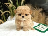 Kore Maltipoo Birbirinden Güzel