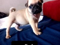 Pug mops bebekler