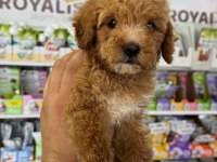Maltipoo yavrumuz ilk aşıları yapıldı