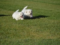 Maltese Terrier 0 Numara orjınal ırk