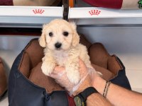 BABYFACE MALTİPOO YAVRULARIMIZ