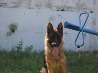 11 aylık dişi alman kurdu