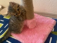 Golden tabby british shorthair yavrularımız hazır