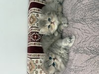 British Longhair Sevimli İki Kardeş