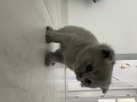 Scottish fold yavrularımız yuva arıyor