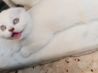 Sevimli Scottish Fold Kedicikler