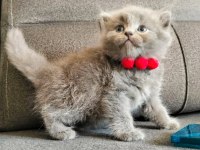 Safkan Anne Babadan British Shorthair Ayı Surat Yavrular