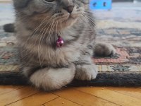 4 aylık scottish fold