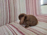 Cüce Lop Miniatur Lop Cüce Tavşan Çiftliği Alanya