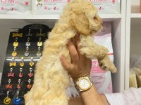 IRK VE SAĞLIK GARANTİ ORJİNAL MALTİPOO BEBEĞİMİZ
