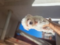 Sıfır boy orijinal maltese köpeklerim