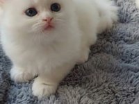 Anne Altından Veteriner Kontrollü Kedilerimiz