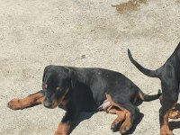 YÜKSEK ZEKA VE KORUMA, DOBERMAN YAVRULARI BURADA!
