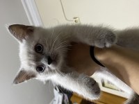 Blue Point British Shorthair