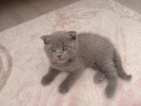 Orijinal british shorthair yavrular