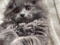 A++ A62 Orjinal British Longhair Yavrular