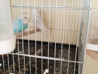 Yavru alınmış garanti muhabbet kuşu takımlar
