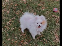 Pomeranian Kızıma Eş Arıyorum İzmir İçi