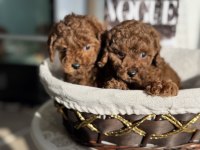 Petmode köpek çiftliğşnden tea cup kore poodle yavrular