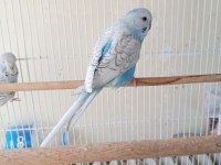 Jumbo Şov Muhabbet Kuşu Yavrular