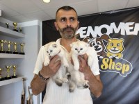 TOP KAFA SCOTTISH FOLD YAVRULARI FENOMEN PET SHOP