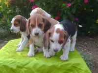 Uygun Beagle Yavruları