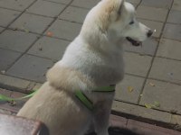 Safkan Dişi Husky Köpeği