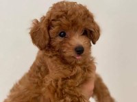 A kalite toy poodle yavrularımız yeni yuvasını arıyor