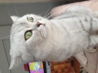 2 yaşında british shorthair