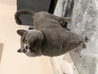 Oyuncu Temas Bağımlısı British Shorthair
