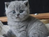 Yeni yuvasına hazır yavru british shorthair
