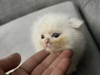 Sevimli Scottish Fold Dostum