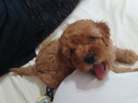 2,5 aylık dişi toy poodle