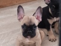 FRENCH BULLDOG 2 ERKEK