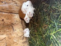 Anne altından yavru ginepig