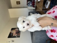 Maltese Safkan Irk Garantili