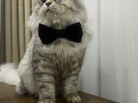 1.5 yaşında kısır british longhair